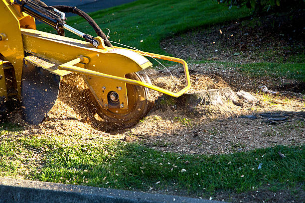 Best Tree Maintenance Programs  in Kenosha, WI